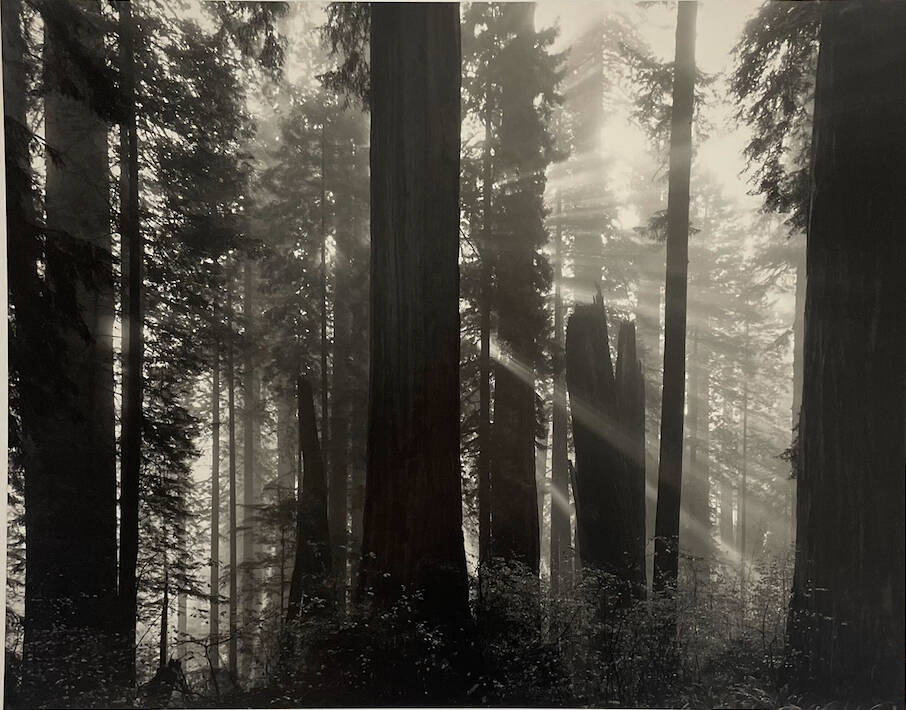 Black and white photograph of light coming between redwood trees.